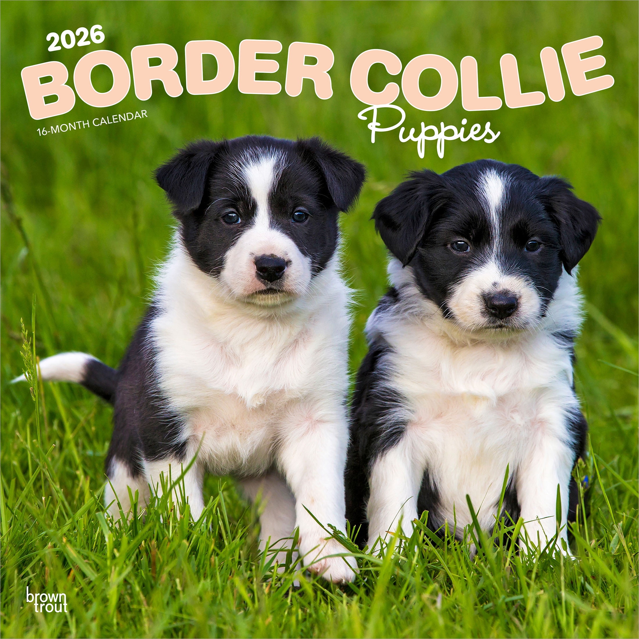 border-collie-puppies-2026-12x24-hanging-square-wall-calendar