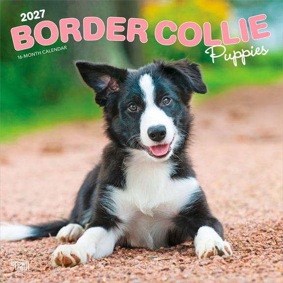 Border Collie Puppies | 2027 12x24" (Hanging) Wall Calendar | Plastic-Free