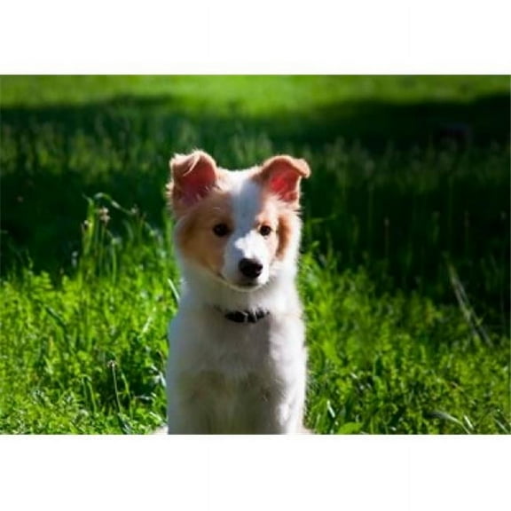 Border Collie Puppy Dog in a Field Poster Print by Zandria Muench Beraldo - 24 x 17 in.