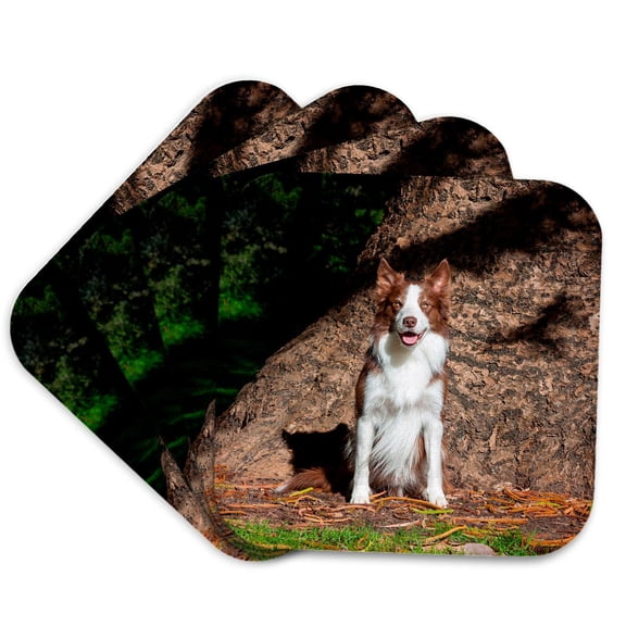 3drose, Border Collie Sitting by Massive Tree Trunk, Mr, Set of 4 Coasters - Soft
