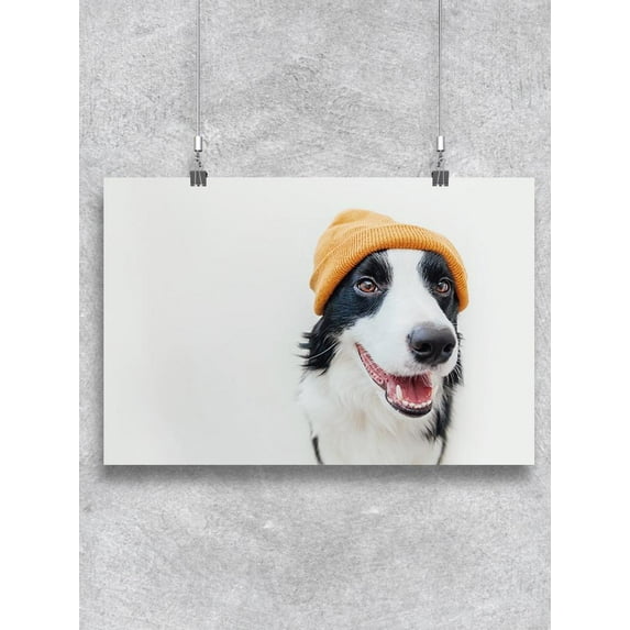 Border Collie Smiling With Hat Poster -Image by Shutterstock