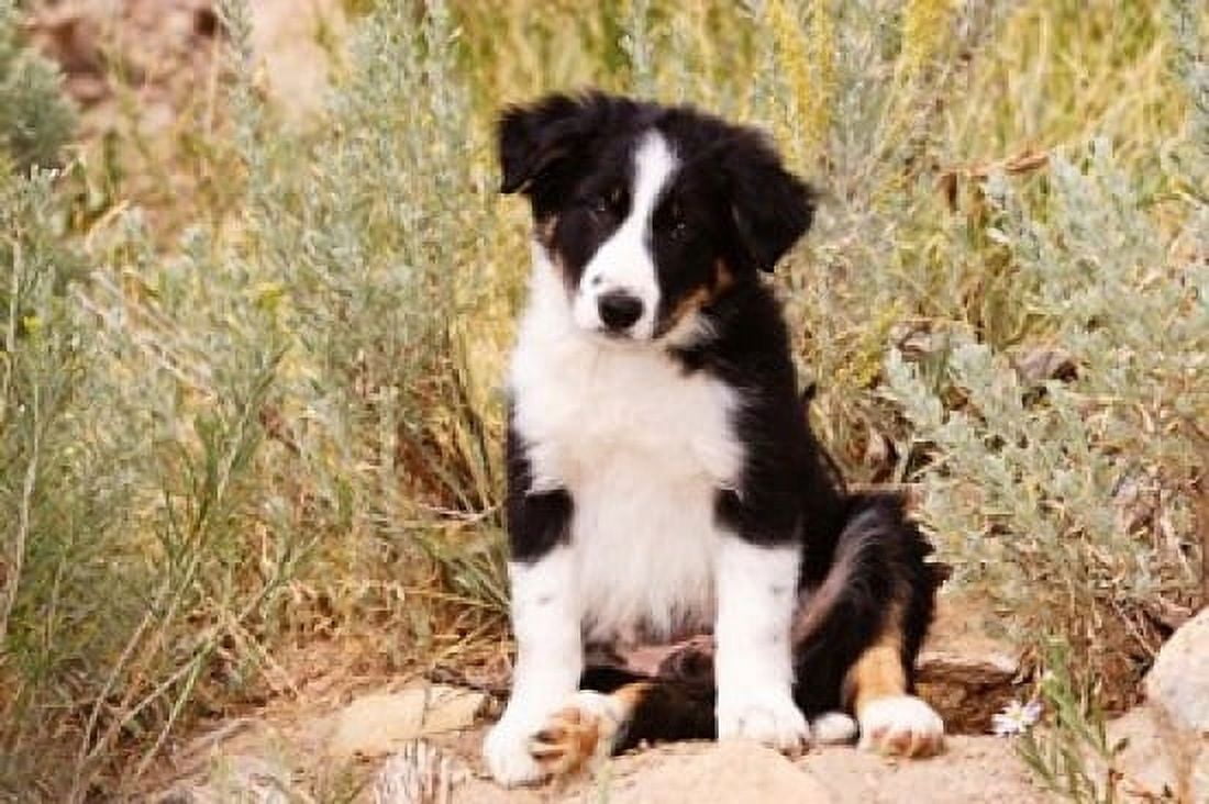 Border Collie puppy dog Canvas Art - PiperAnne Worcester DanitaDelimont (36 x 24)