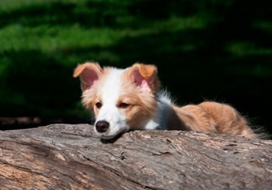 Border Collie puppy dog looking over a log Canvas Art - Zandria Muench Beraldo DanitaDelimont (24 x 17)
