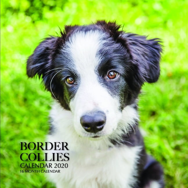 Border Collies Calendar 2020 : 16 Month Calendar (Paperback) - Walmart.com