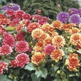 thumbnail image 1 of Border Dahlia Mixture Dormant Summer Flowering Bare Roots (5-Pack), 1 of 3