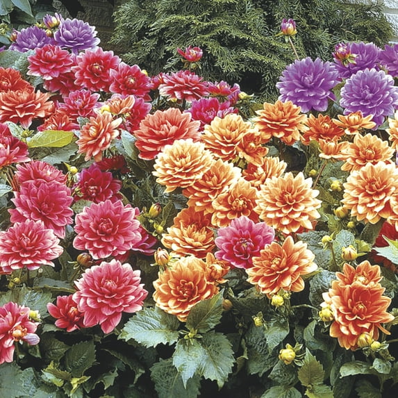 Border Dahlia Mixture Dormant Summer Flowering Bare Roots (5-Pack)