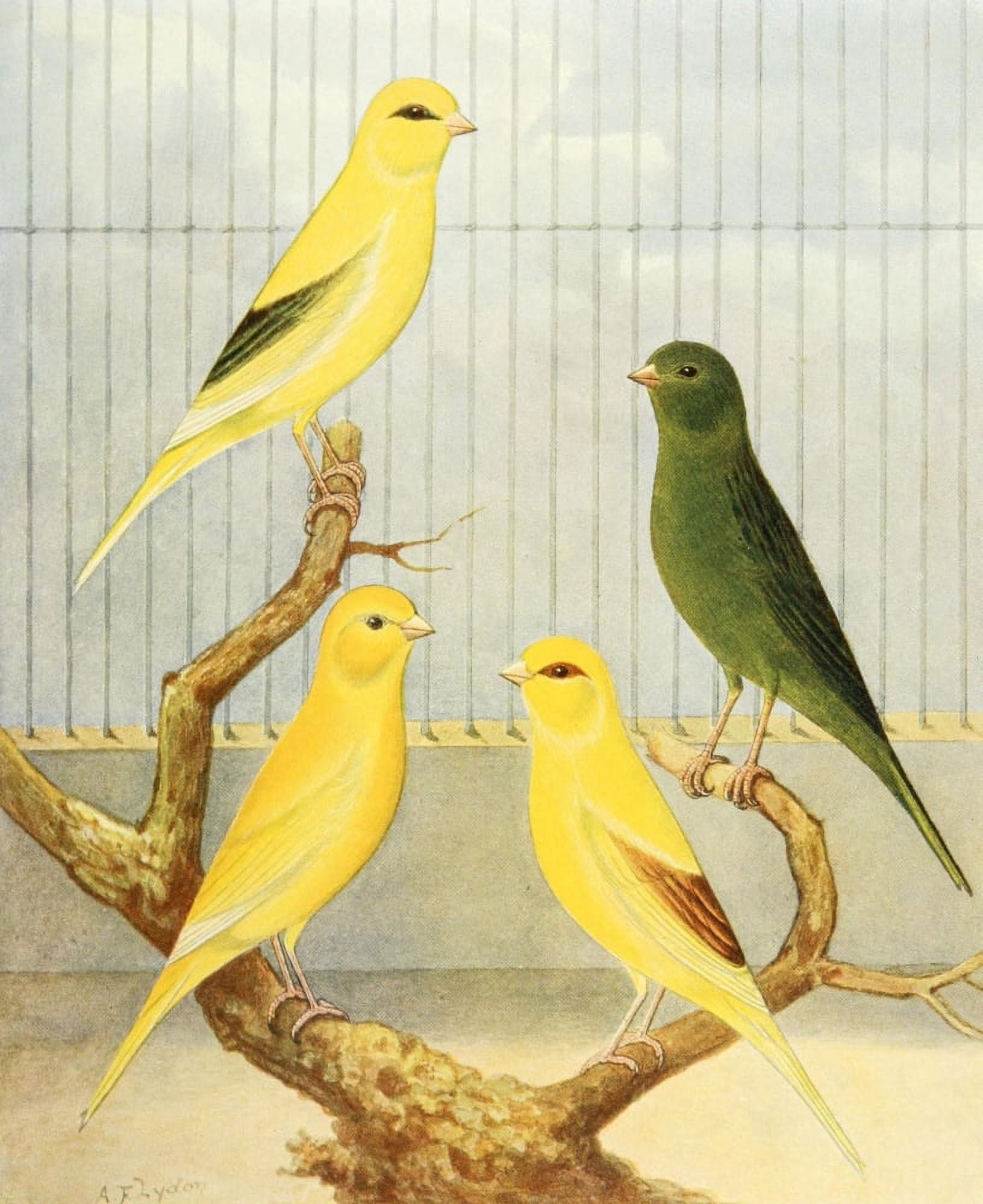Border Fancy Canaries Canvas Art - AF Lydon (18 x 24)