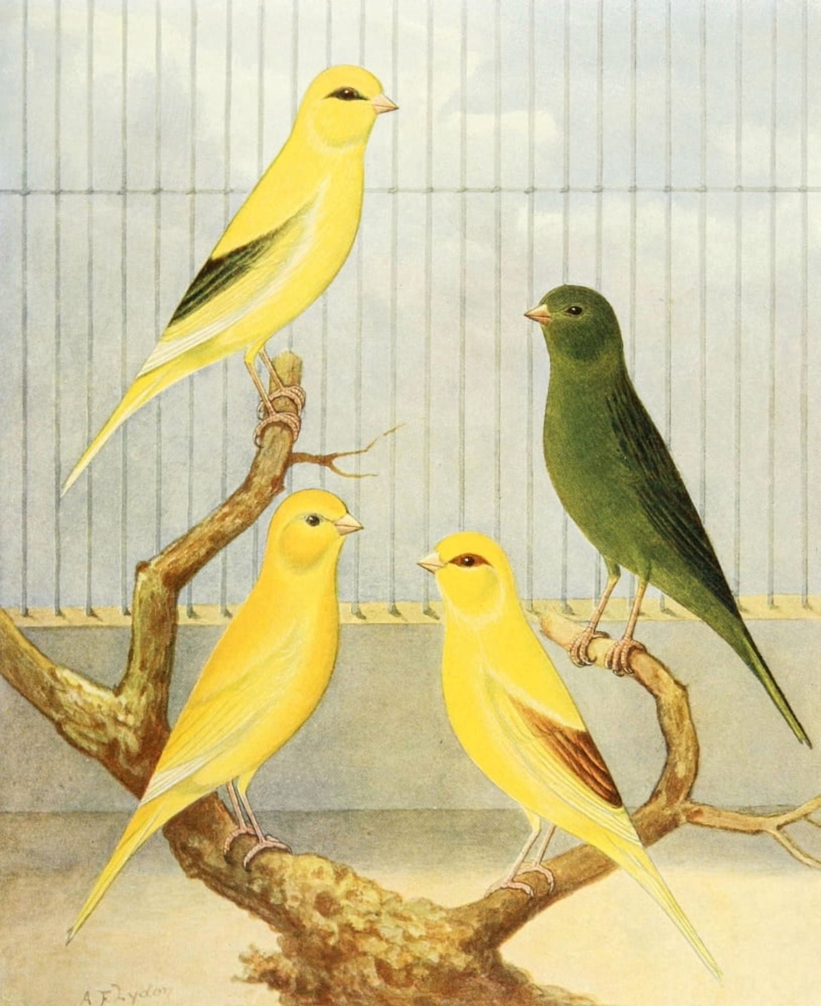 Border Fancy Canaries Canvas Art - AF Lydon (24 x 36)