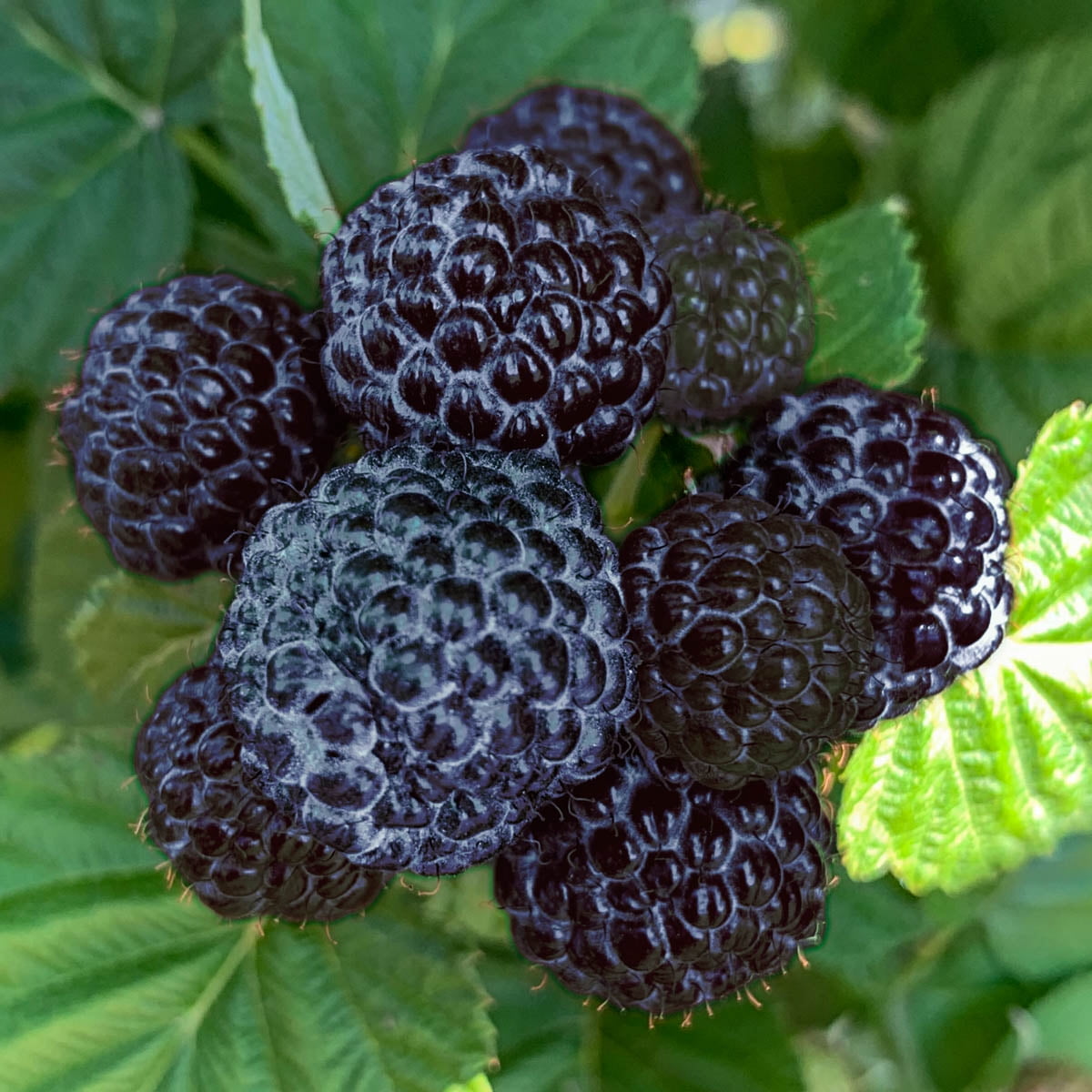 Born Free Black Raspberry Bush Dormant Bare Root Fruit Bearing Starter ...