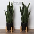 thumbnail image 1 of Bornbridge Artificial Snake Plant in Mid Century Plant Stand (Large / 2 Pack), 1 of 4