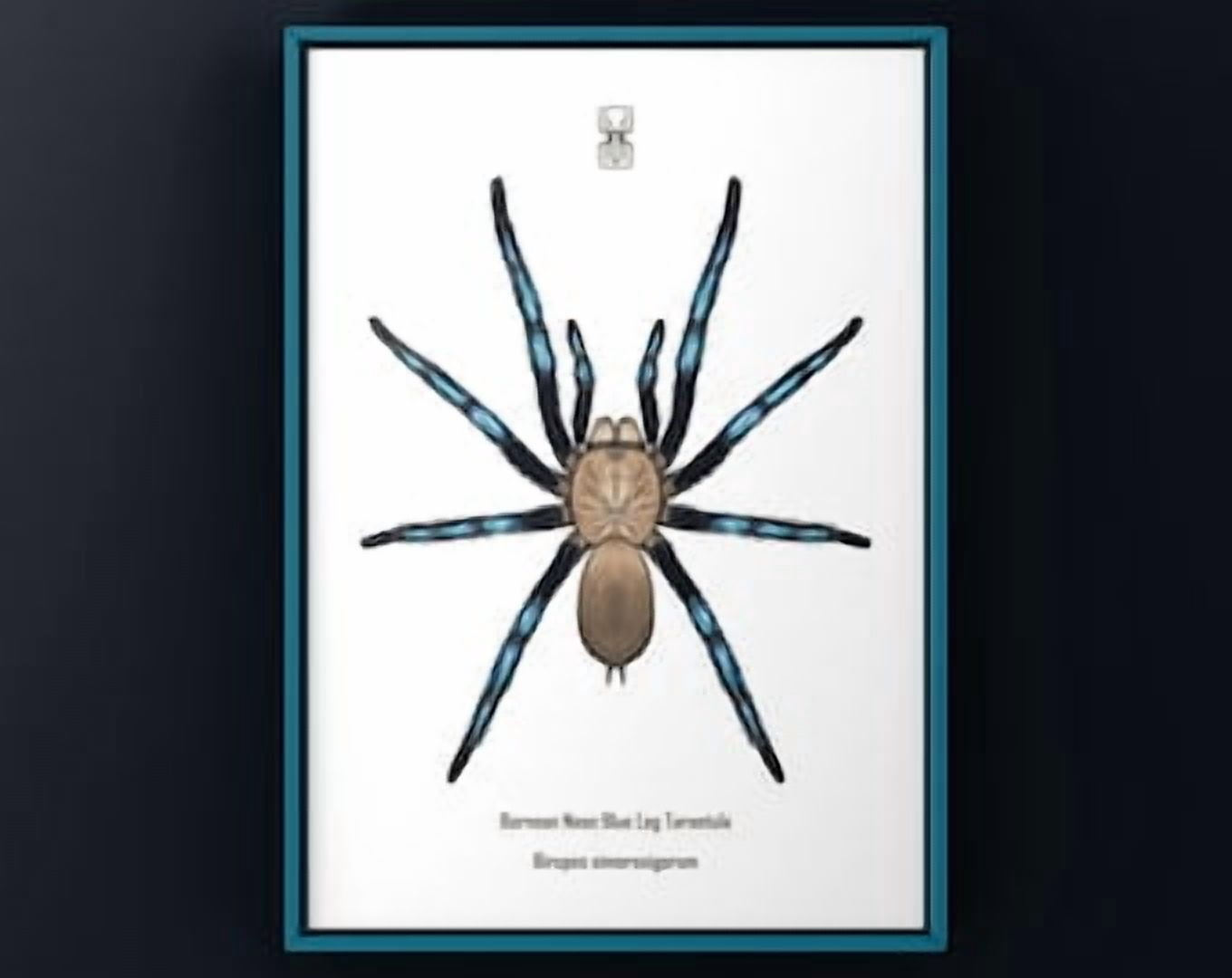 Bornean Neon Leg Tarantula Birupes Simoroxigorum Biological ...