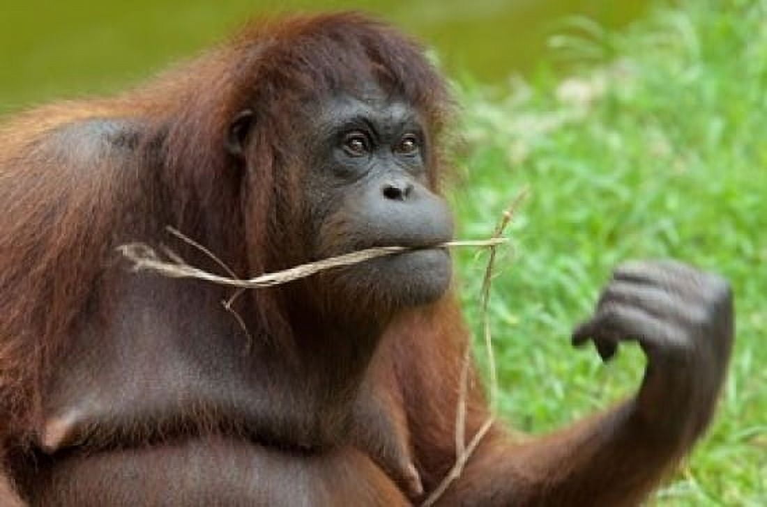 Bornean Orangutan adult female Borneo Canvas Art - Cindy Miller Hopkins DanitaDelimont (36 x 24)