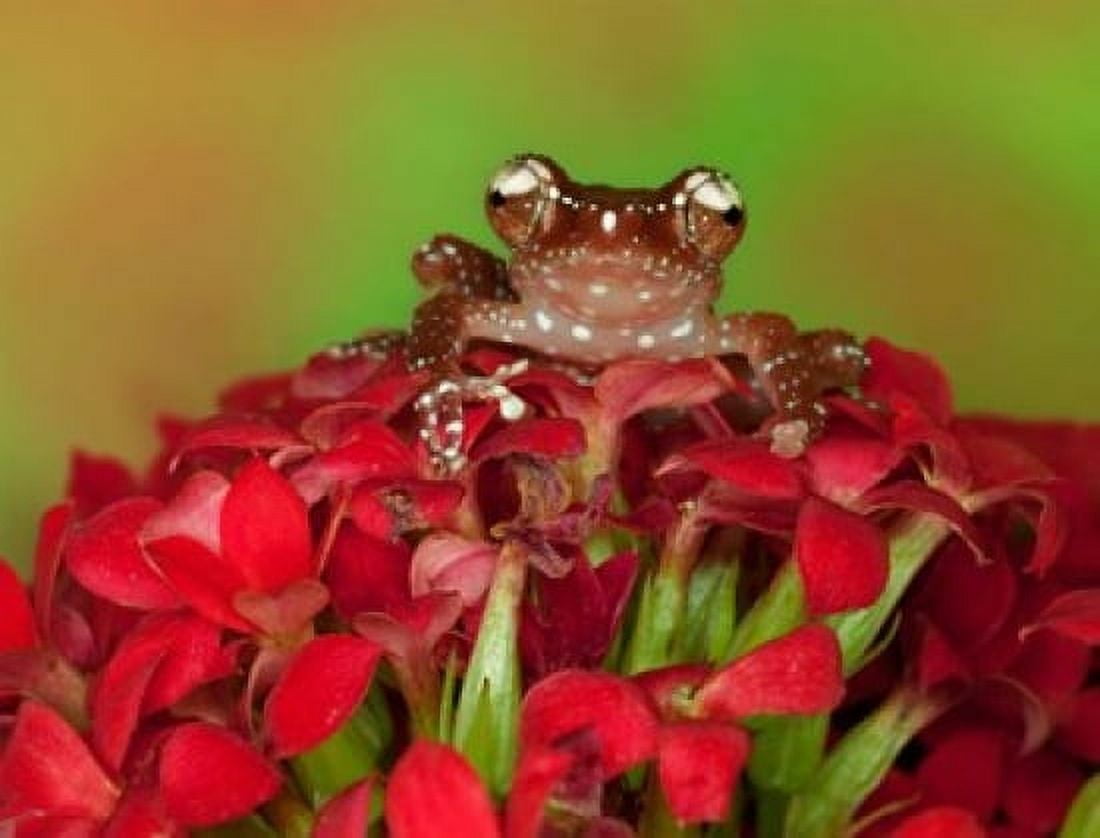 Borneo Cinnamon Tree Frog on red flowers Canvas Art - Jaynes Gallery DanitaDelimont (22 x 17)
