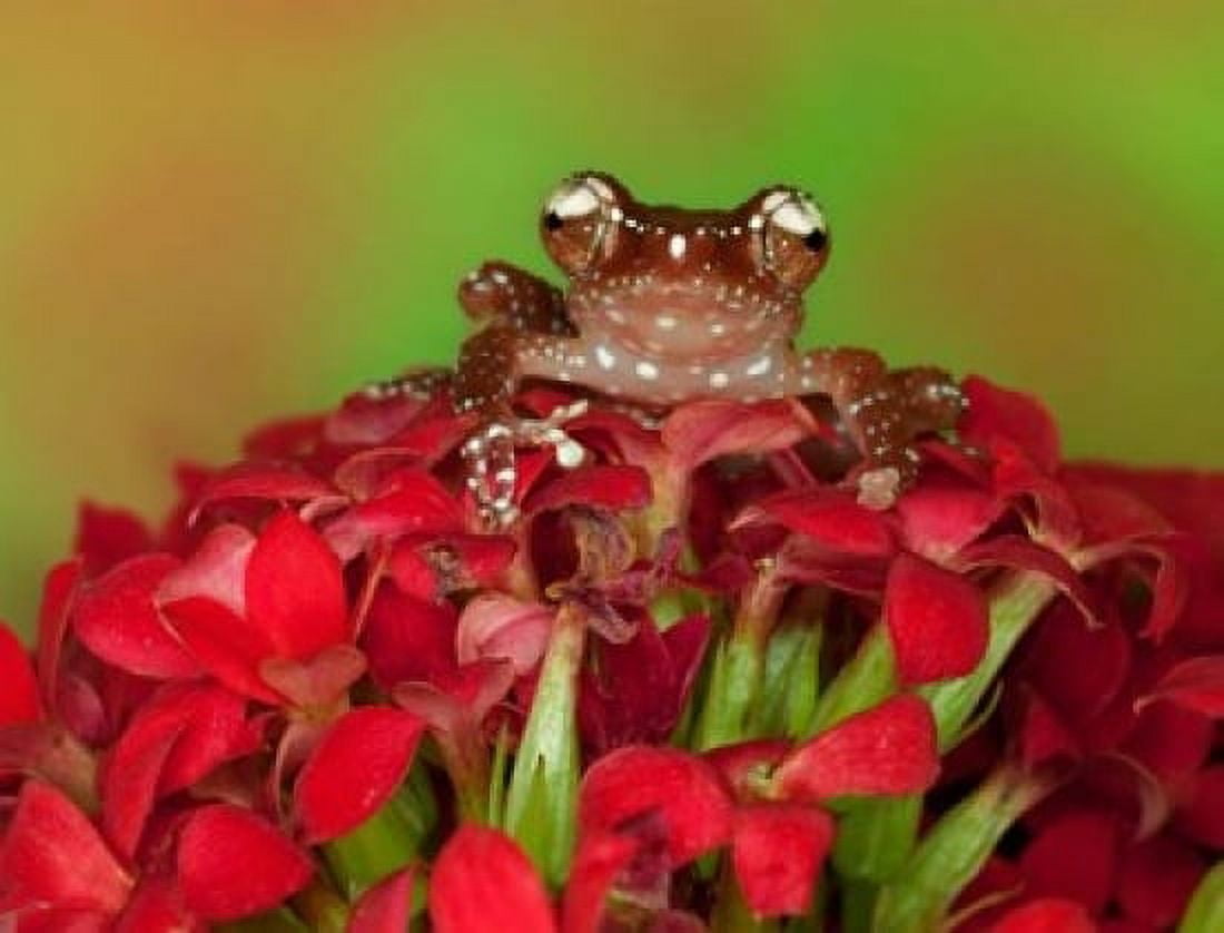 Borneo Cinnamon Tree Frog on red flowers Canvas Art - Jaynes Gallery DanitaDelimont (36 x 24)