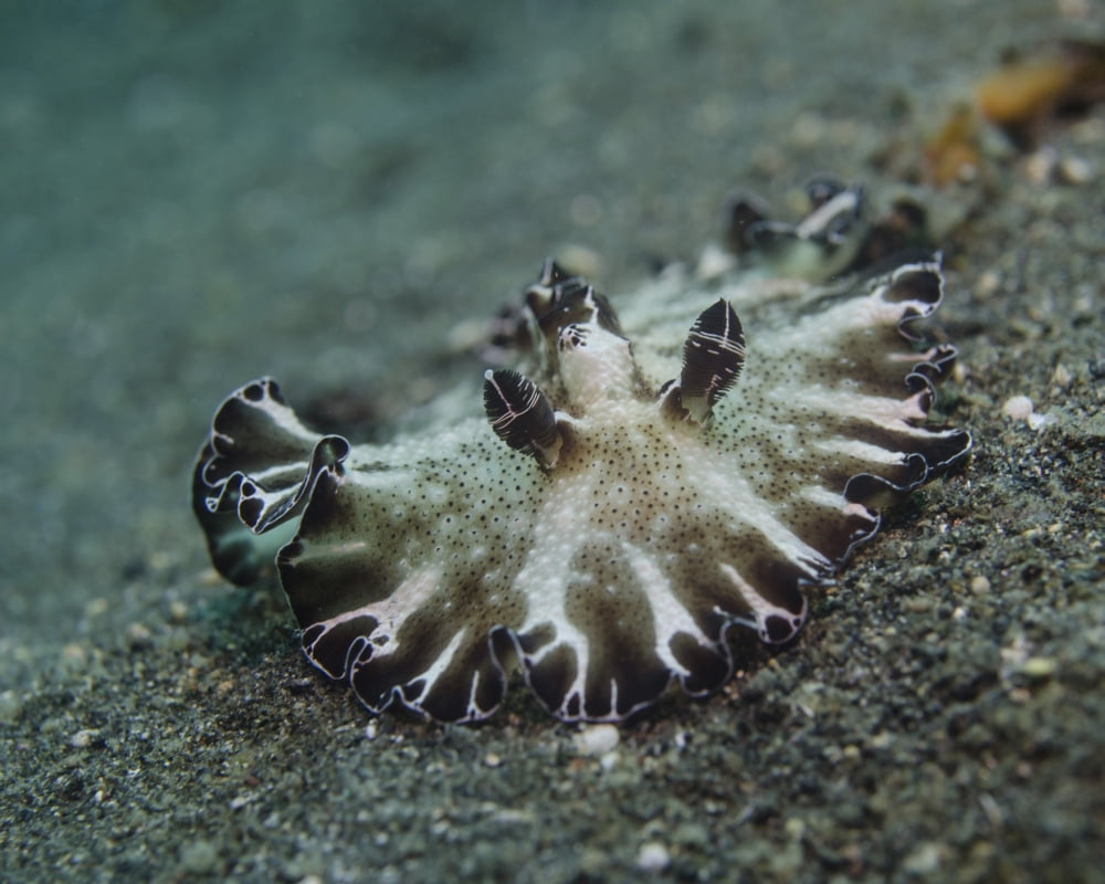 Borwn and white nudibranch Lembeh Strait Indonesia Canvas Art - Brent BarnesStocktrek Images (31 x 25)