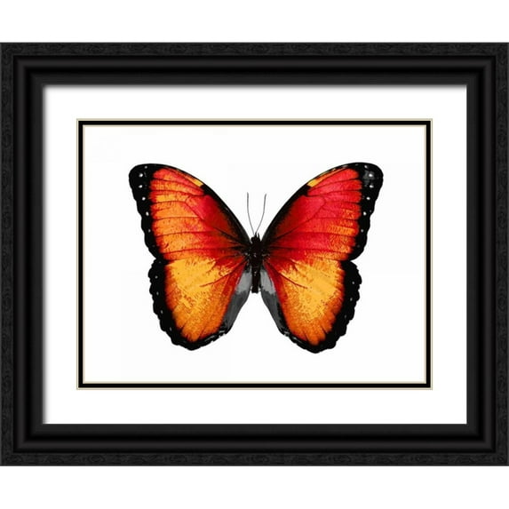 Bosco, Julia 32x25 Black Ornate Wood Framed with Double Matting Museum Art Print Titled - Vibrant Butterfly VI