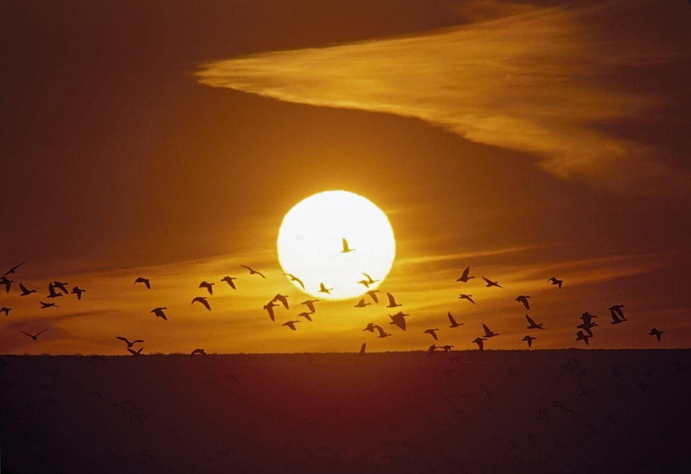 Bosque Del Apache New Mexico United States Of America Snow Geese (Chen Caerulescens) Flying In Front Of The Sun Canvas Art - David Ponton Design Pics (18 x 12)