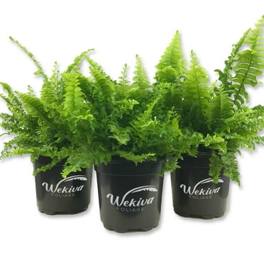 Boston Compacta Fern - 3 Live Plants in 4 Inch Pots - Nephrolepis Exaltata Compacta - Beautiful Clean Air Indoor Outdoor Ferns from Florida