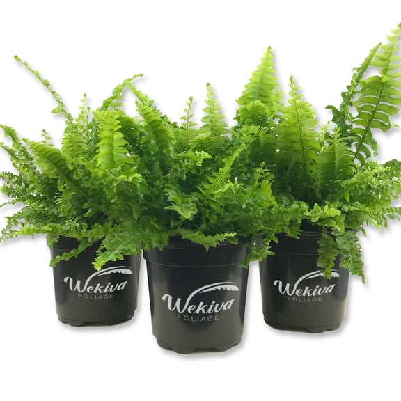 Boston Compacta Fern - 3 Live Plants in 4 Inch Pots - Nephrolepis Exaltata Compacta - Beautiful Clean Air Indoor Outdoor Ferns from Florida