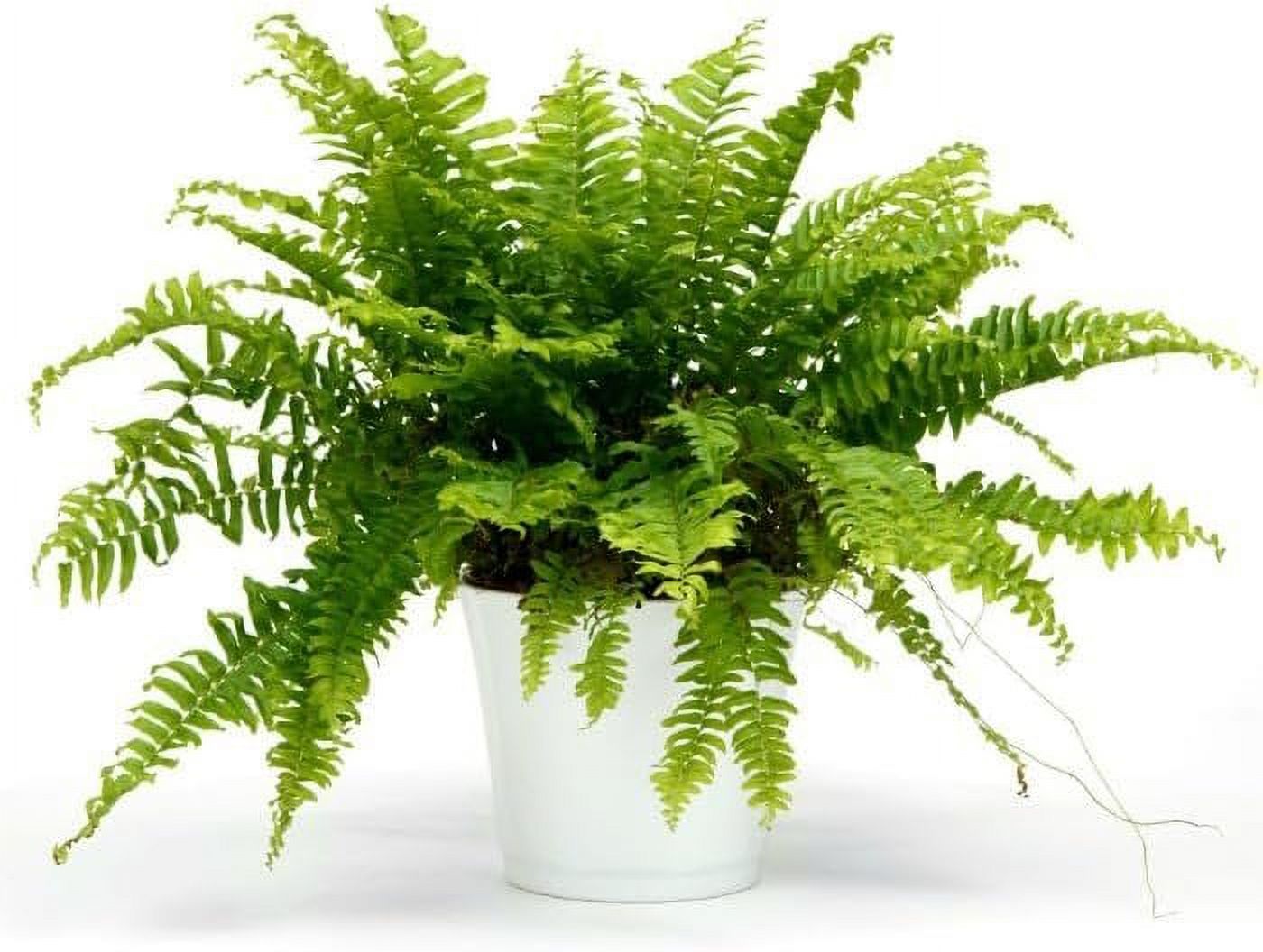 Boston Compacta Fern Live Plant in a 4 Inch Pot Nephrolepis