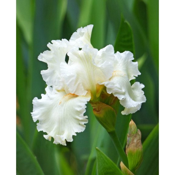 Boston Cream Tall Bearded Iris - 1 Rhizome