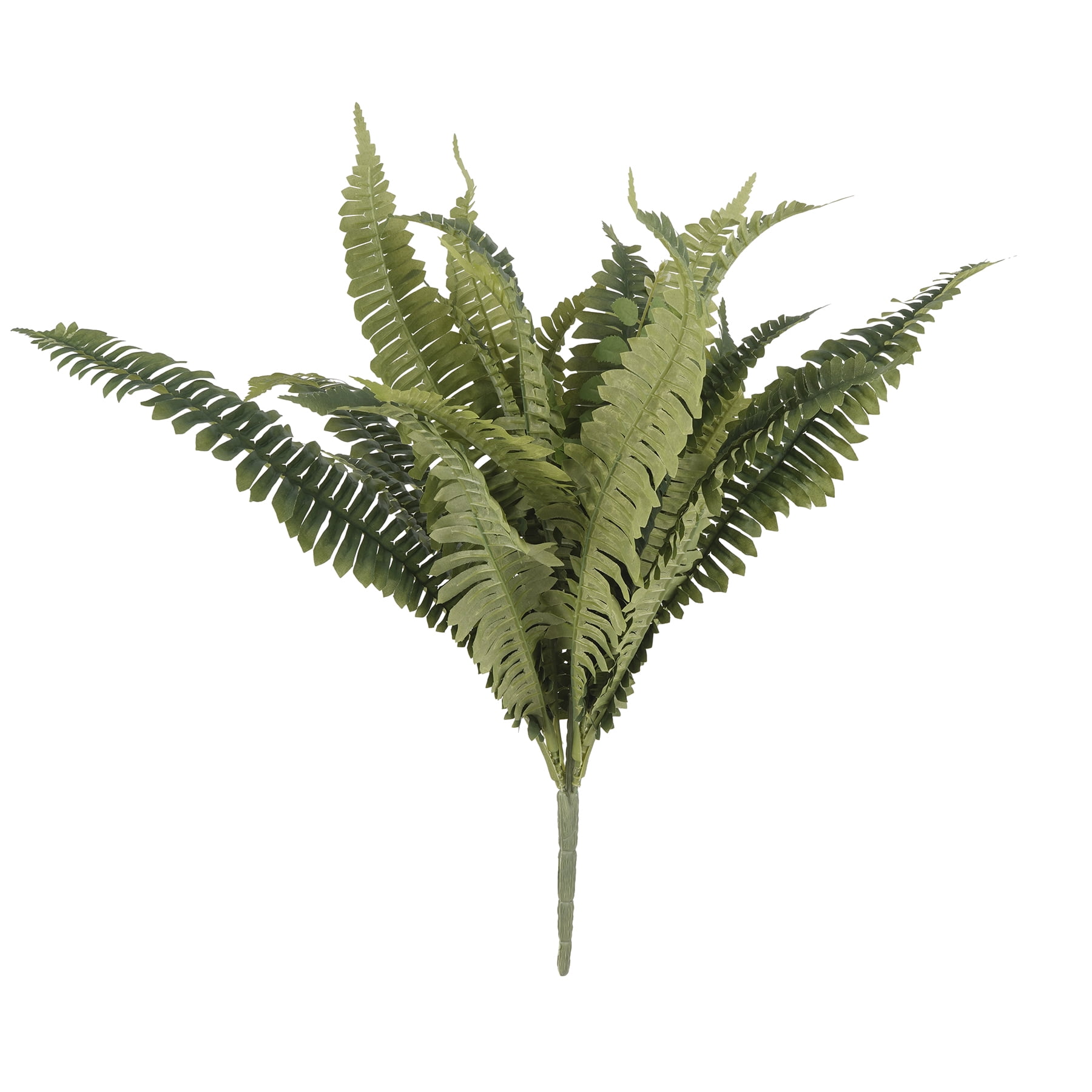 Boston Fern Bush Fern Collection by Ashland® - Walmart.com