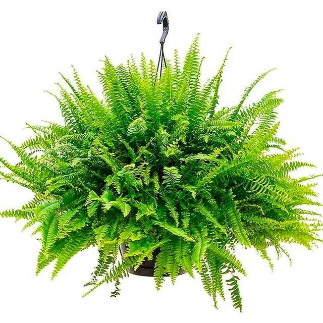 Boston Fern Hanging Basket Live Plant in an 10 Inch Pot Nephrolepis