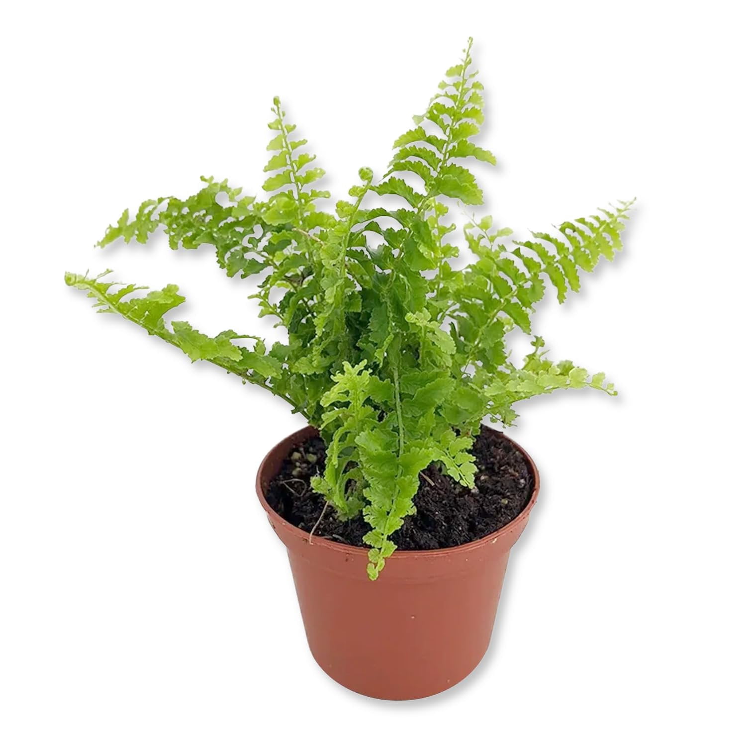 Boston Fern Plant - 2 Live Starter Plants - Nephrolepis Exaltata - Beautiful Indoor Air Purifying Fern