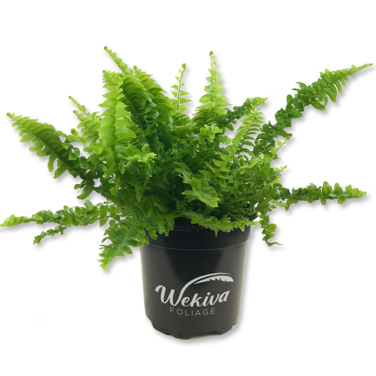 Boston Compacta Fern - Live Plant in a 4 Inch Pot - Nephrolepis ...