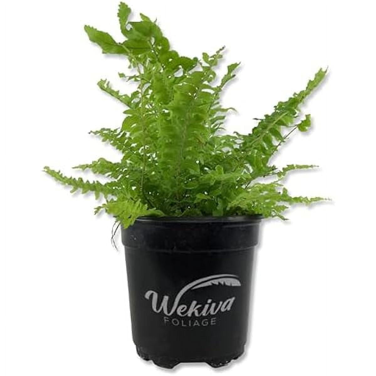 Boston Fern Plant Live Plant in a 4 Inch Pot Nephrolepis Exaltata