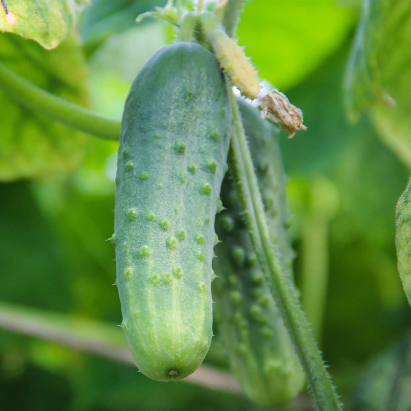 Boston Pickling Cucumber Garden Seeds - 5 Lb - Non-GMO, Heirloom Vegetable Gardening Seeds - Cucumis sativus