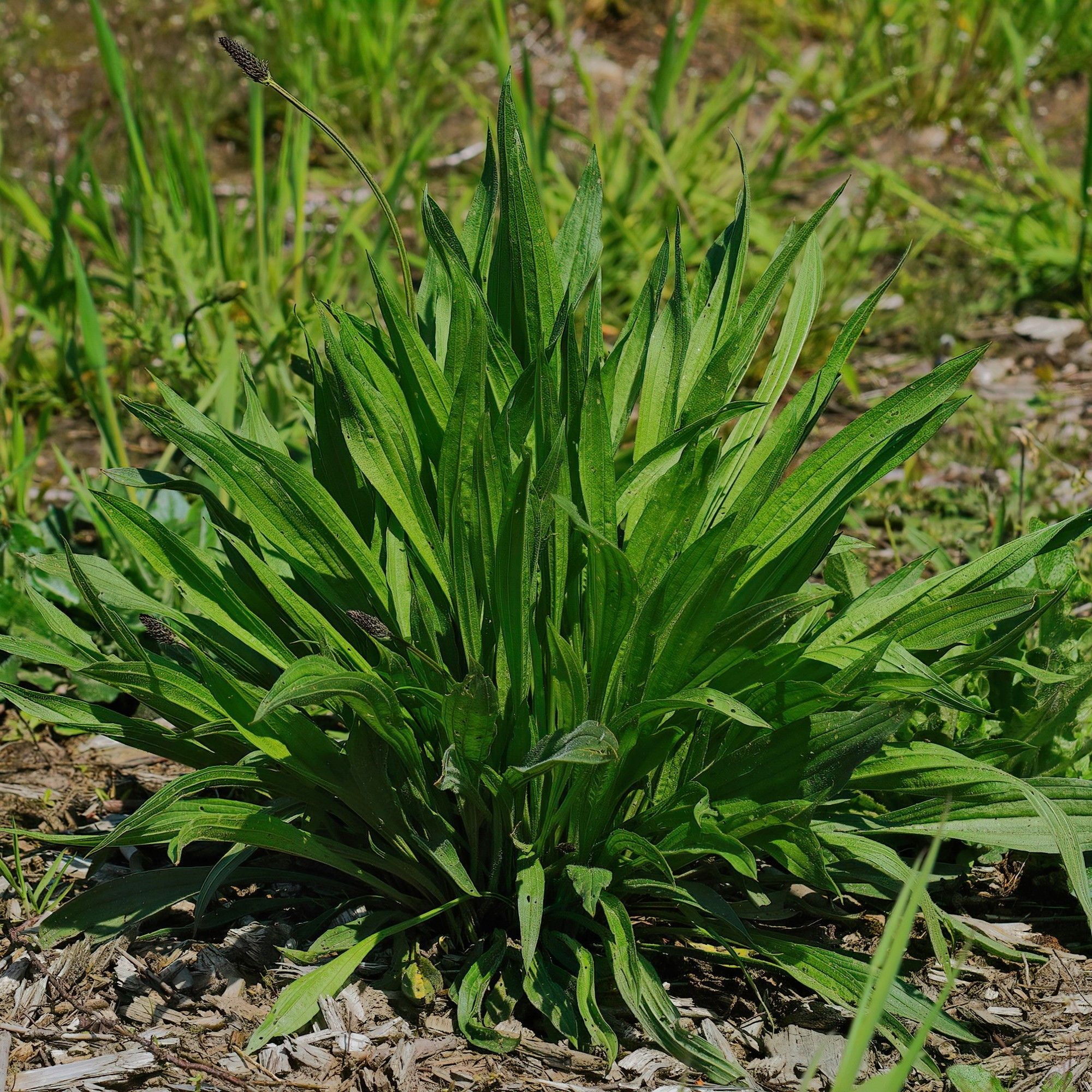 Boston Plantain Seed 1 Lb ~243,088 Seeds | Non-GMO Narrowleaf Ribwort (Plantago lanceolata) | Medicinal Herb, Cover Crop, Forage | Perennial for No-Till, Grazing & Soil Health | 60-90 Days