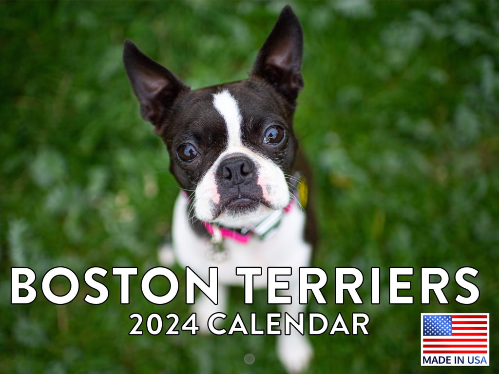 Boston Terrier Calendar 2024 Wall Calender Boston Terrier Gifts Boston