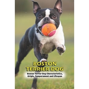 Boston Terrier Dog: Boston Terrier Dog Characteristics, Origin, Temperament and Lifespan, (Paperback)