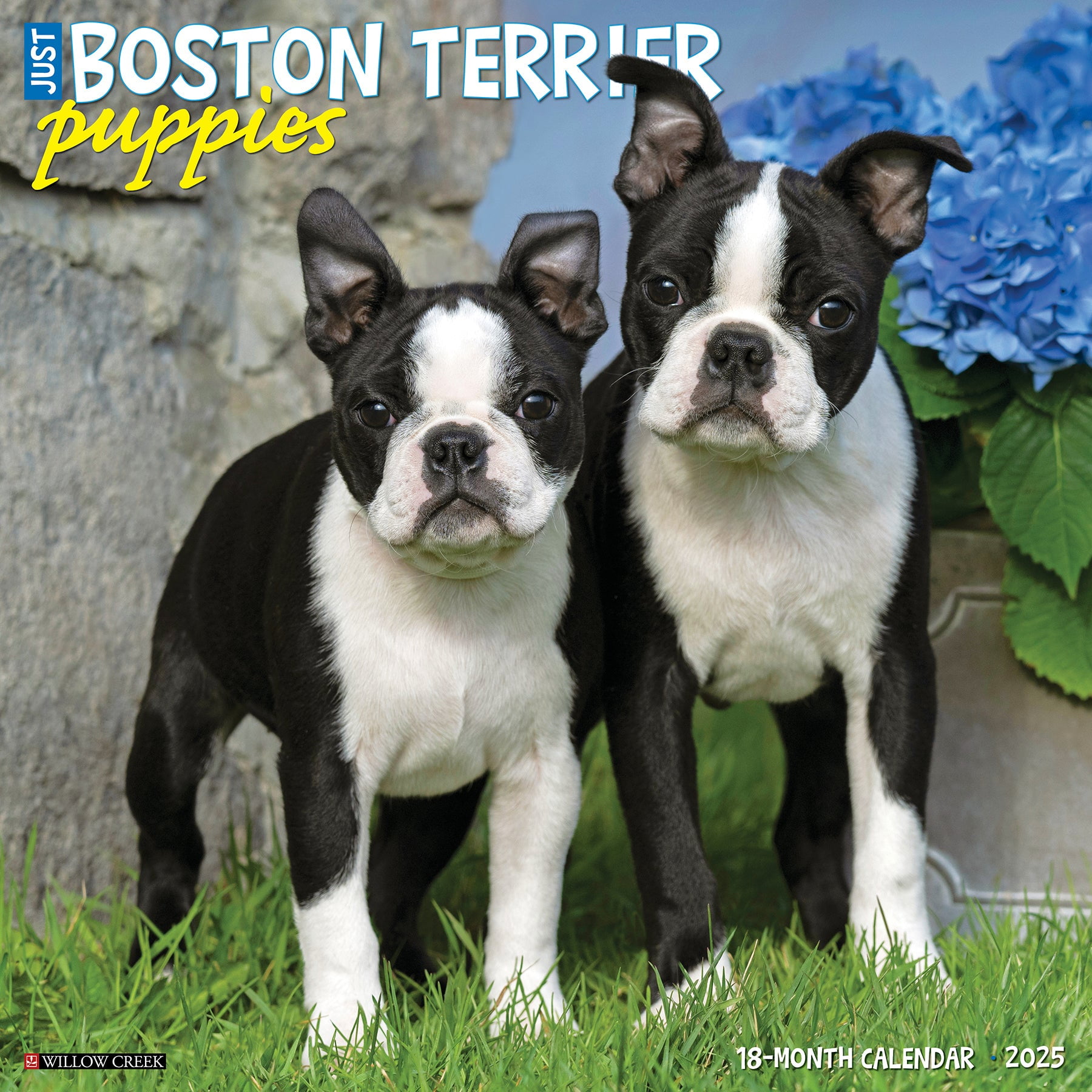Boston Terrier Puppies 2025 Wall Calendar