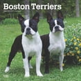 thumbnail image 1 of Boston Terriers 2025 12 X 24 Inch Monthly Square Wall Calendar Plastic-Free, (Paperback), 1 of 9