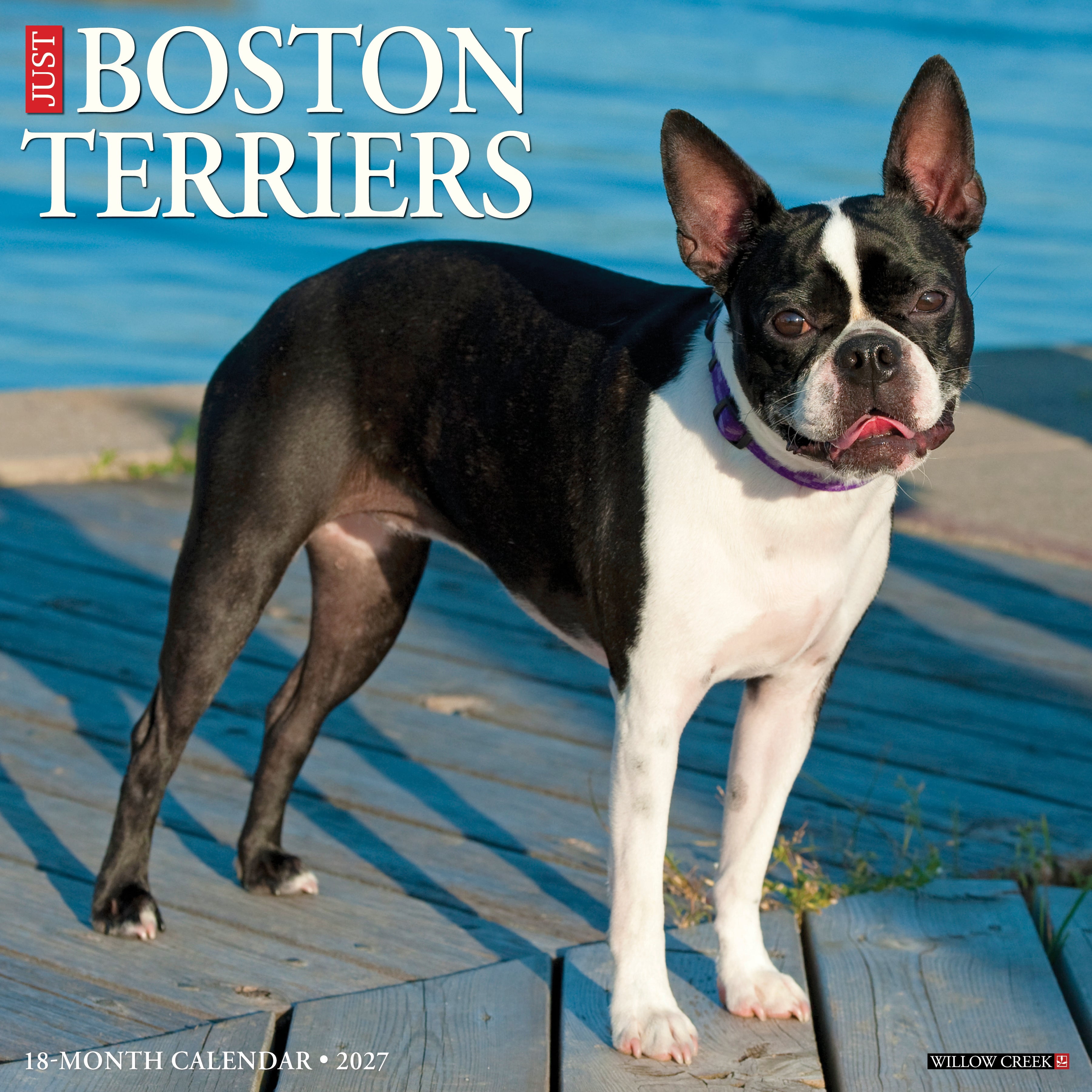 Willow Creek Press, Boston Terriers 2027 Wall Calendar