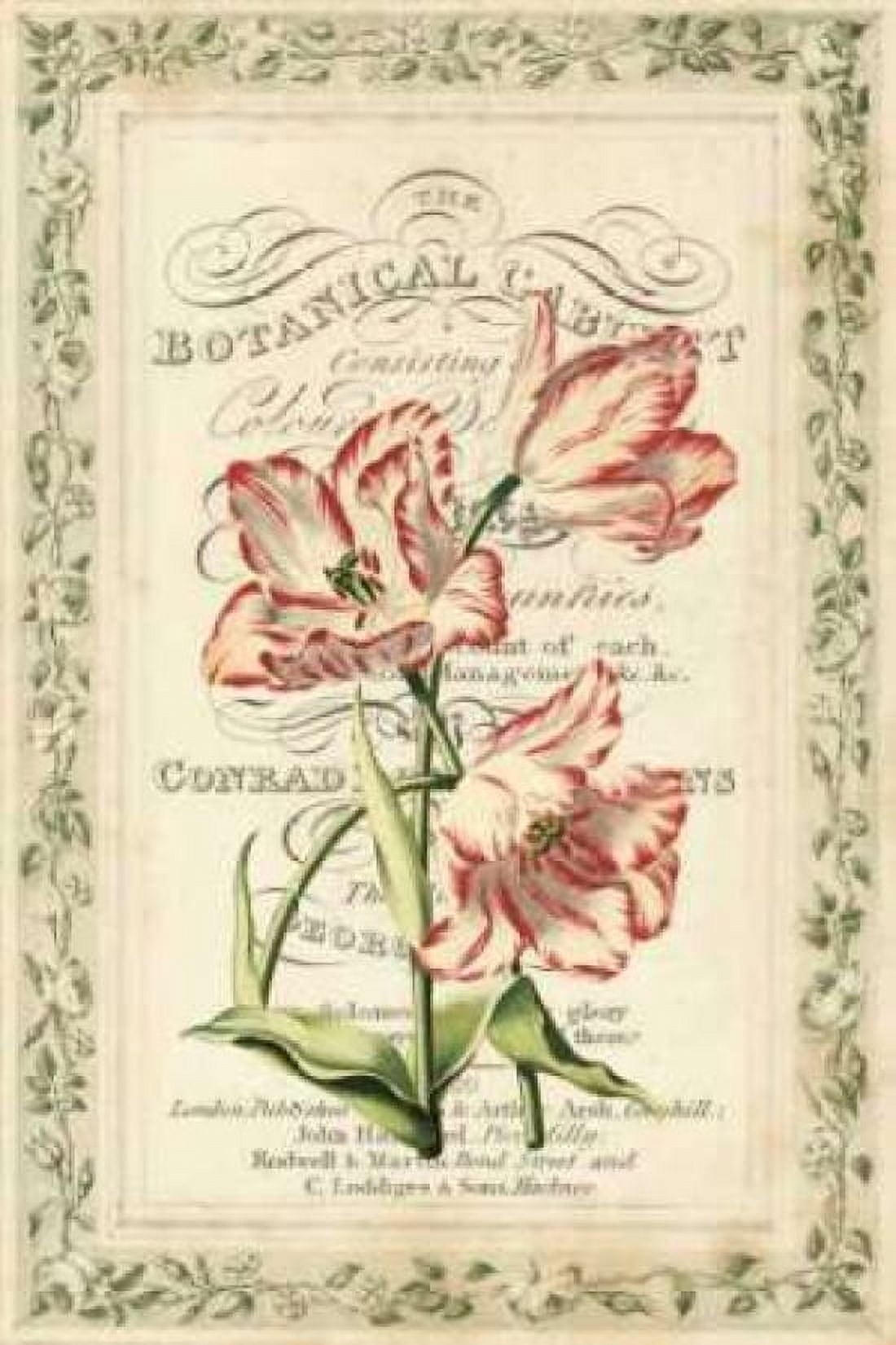 Botanic Cabinet Canvas Art - Zachary Alexander (12 x 18)