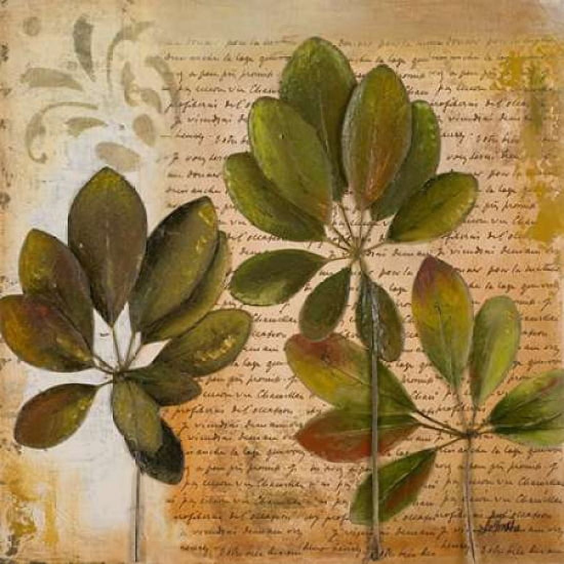 Botanica I Canvas Art - Patricia Pinto (24 x 24)