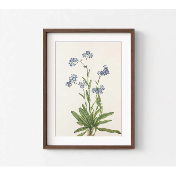 Botinical Ard Botanical Art Print: Alpine Forget Me Not - Walmart.com