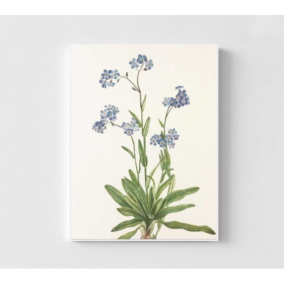 Botinical Ard Botanical Art Print: Alpine Forget Me Not - Walmart.com