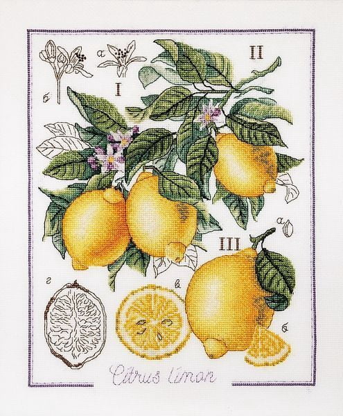 Botanical Battle - Lemon Counted cross stitch kit 1260A