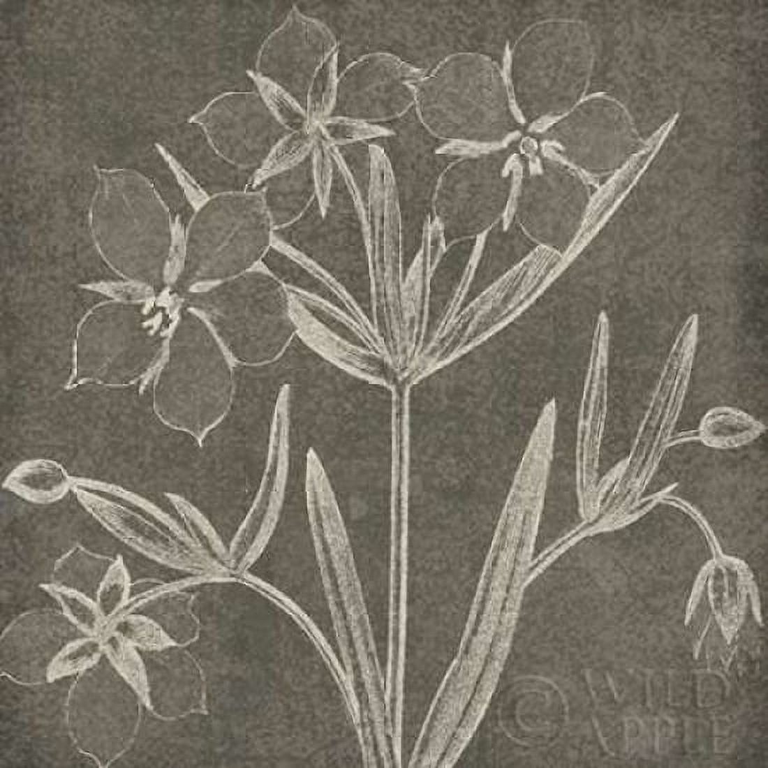 Botanical Beauty Chalk Square IV Canvas Art - Wild Apple Portfolio (24 x 24)