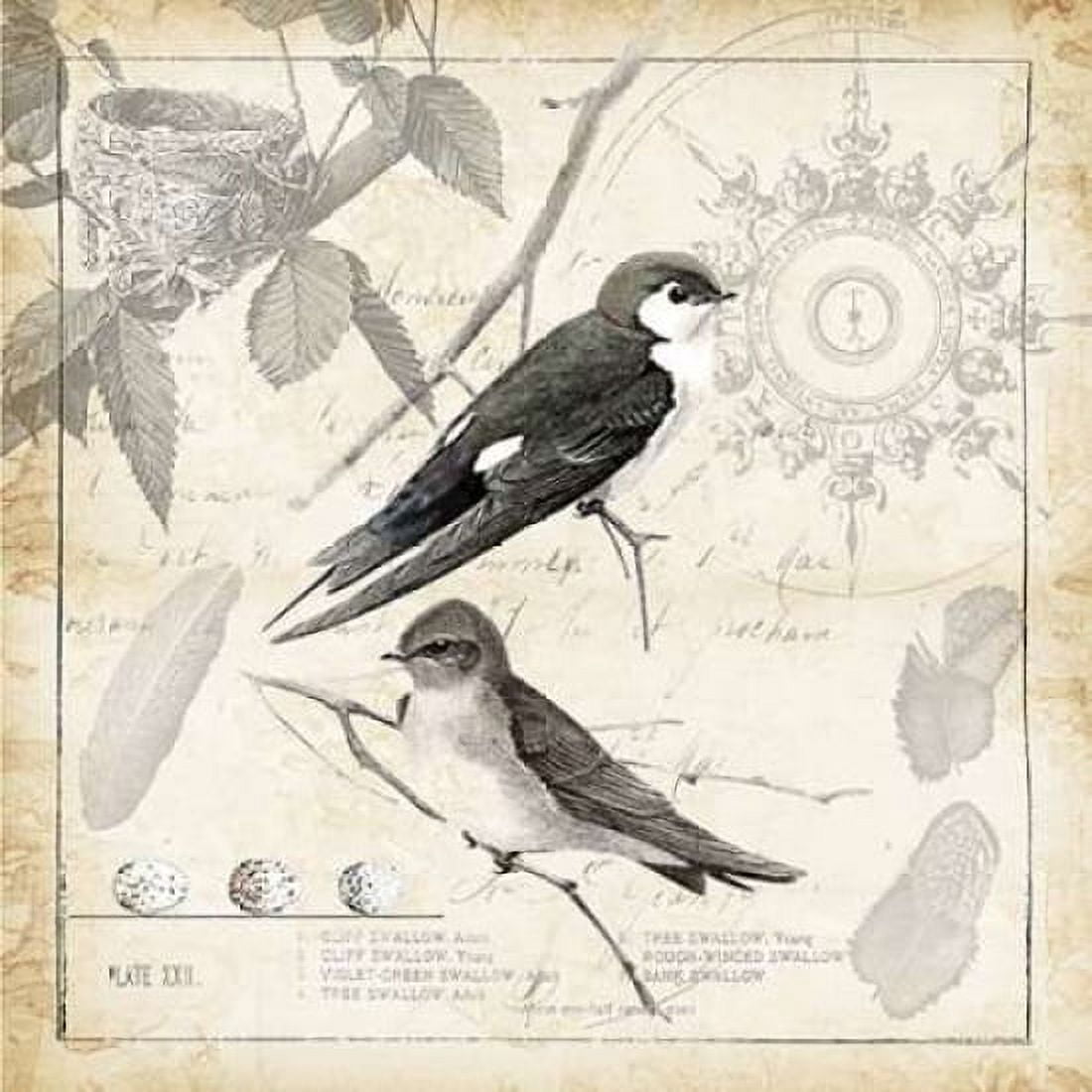 Botanical Birds Black Cream II Canvas Art - Tre Sorelle Studios (24 x 24)