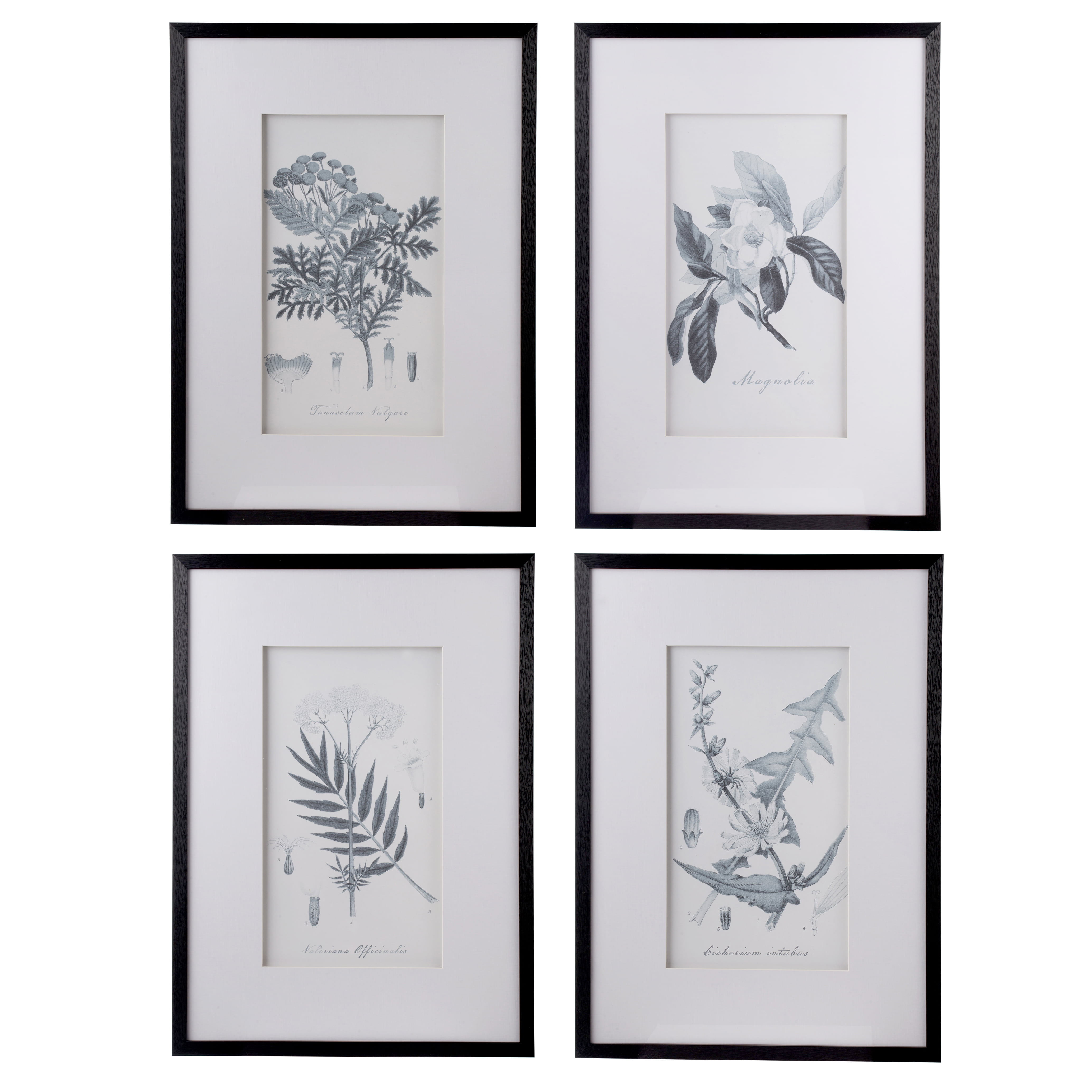 Botanical Black and White Faux Pencil Art Set for Nursery