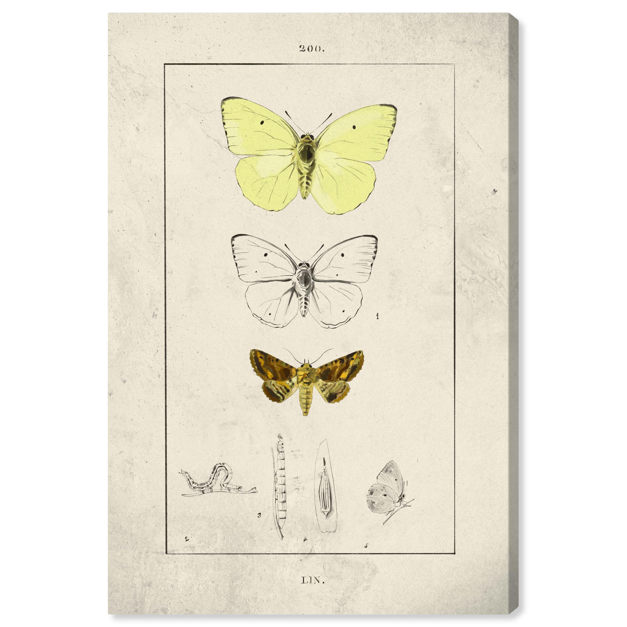 Botanical Butterfly Gallery Wrapped Canvas Art Print, 10" x 15"