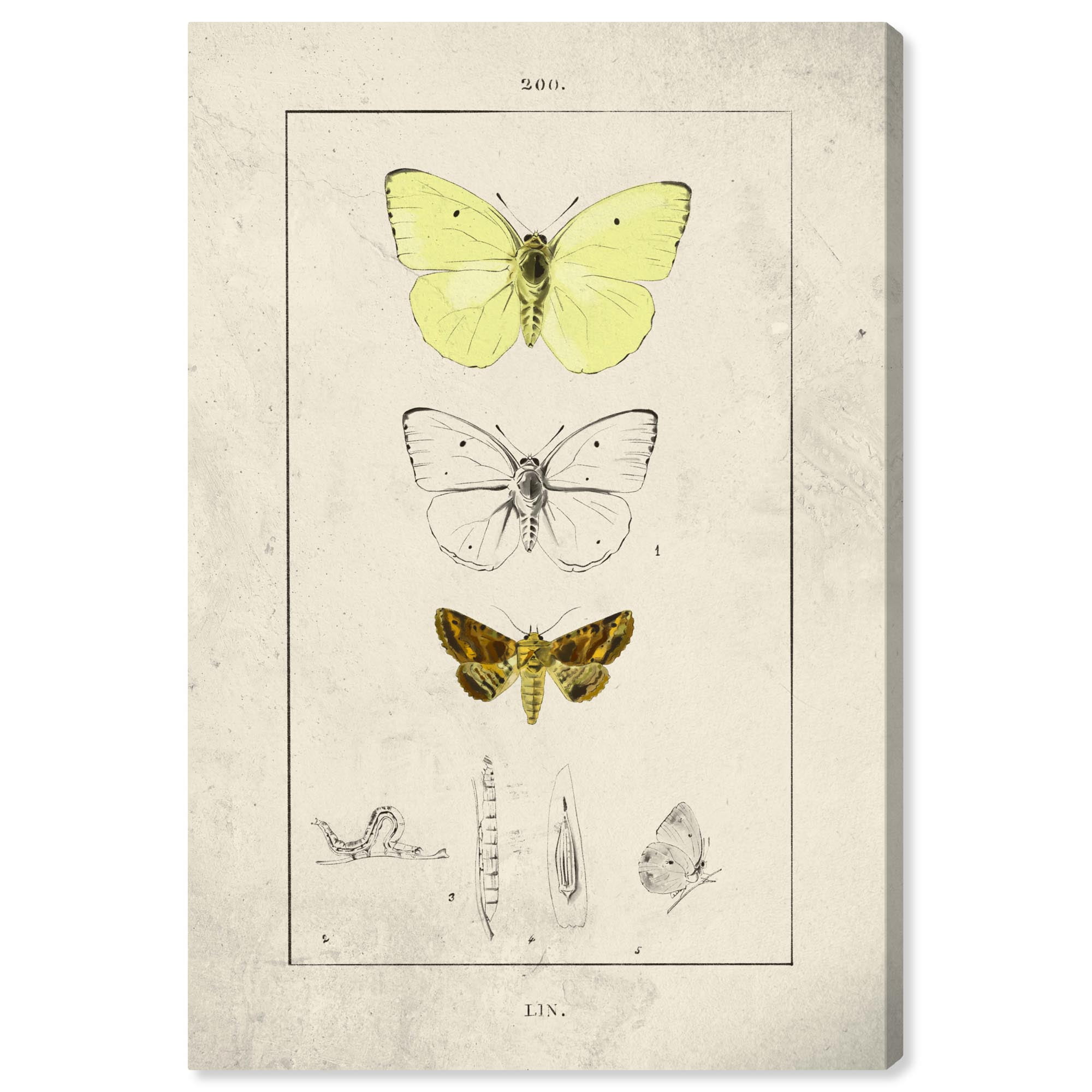 Botanical Butterfly Canvas Art Print in Rich Colors, 24" x 16"