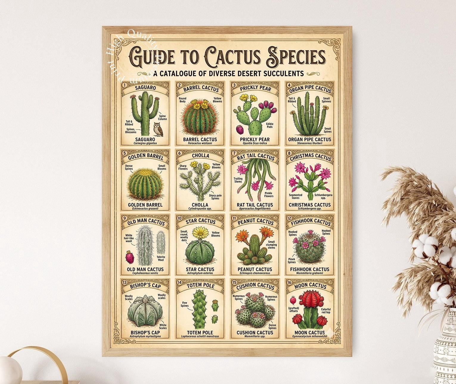 Botanical Cactus Species Guide Desert Cacti Identification Art Poster ...