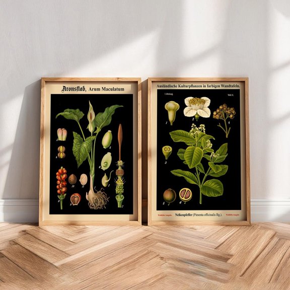 Botanical Chart Prints German Educational s Set 2 Unframed Paper Print 8x12