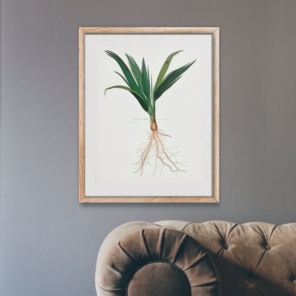 Botanical Date Palm Tree Lithograph For Italian Botanist Giorgio Gallesio Hi Res Gicl E Poster , Poster Print Only